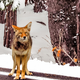 Illustration for article titled Coyote-Wolf Hybrids Have Invaded Washington, DC
